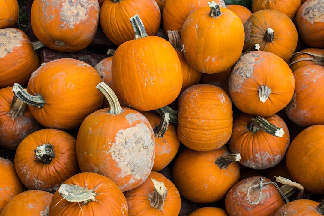 orange pumpkin lot