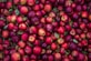 red apple lot