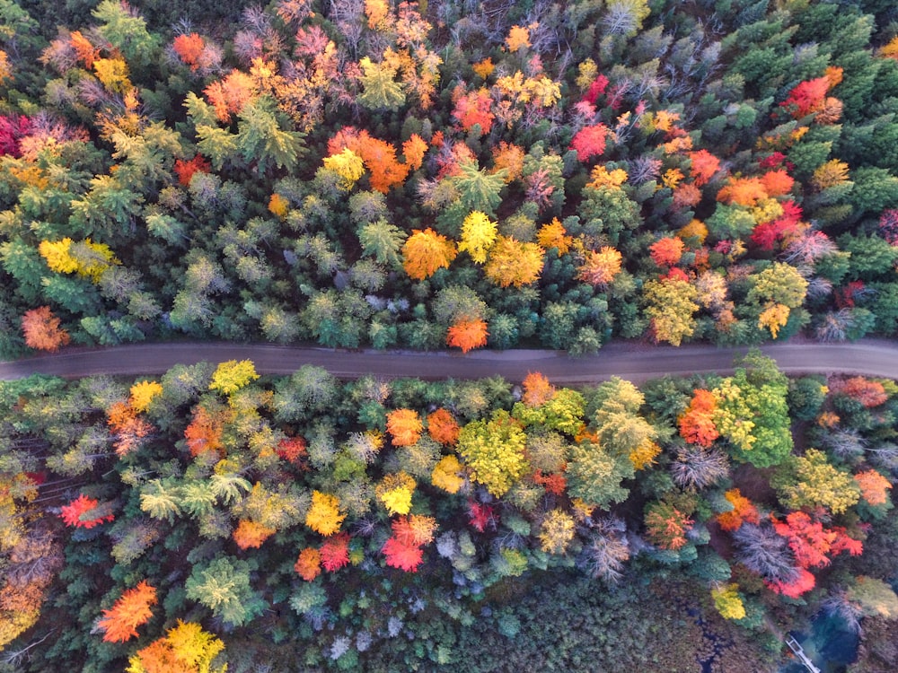 fotografia aérea de estrada de concreto cinza entre árvores de cores variadas