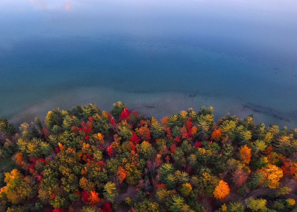 aerial view photography of forest near body of water