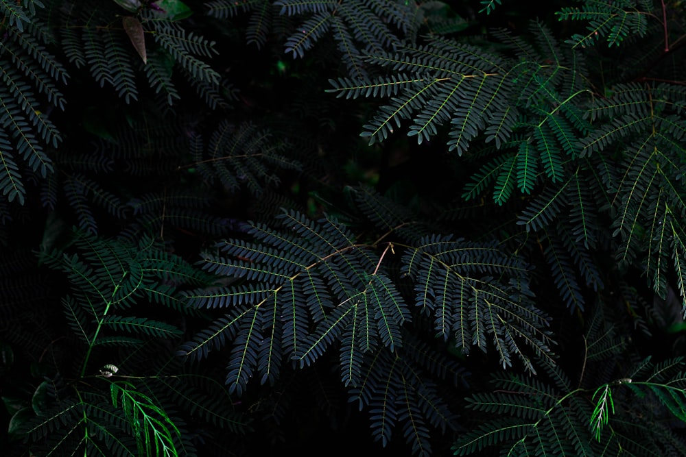 シダ植物