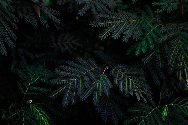 Tall evergreen tree lit up at dusk