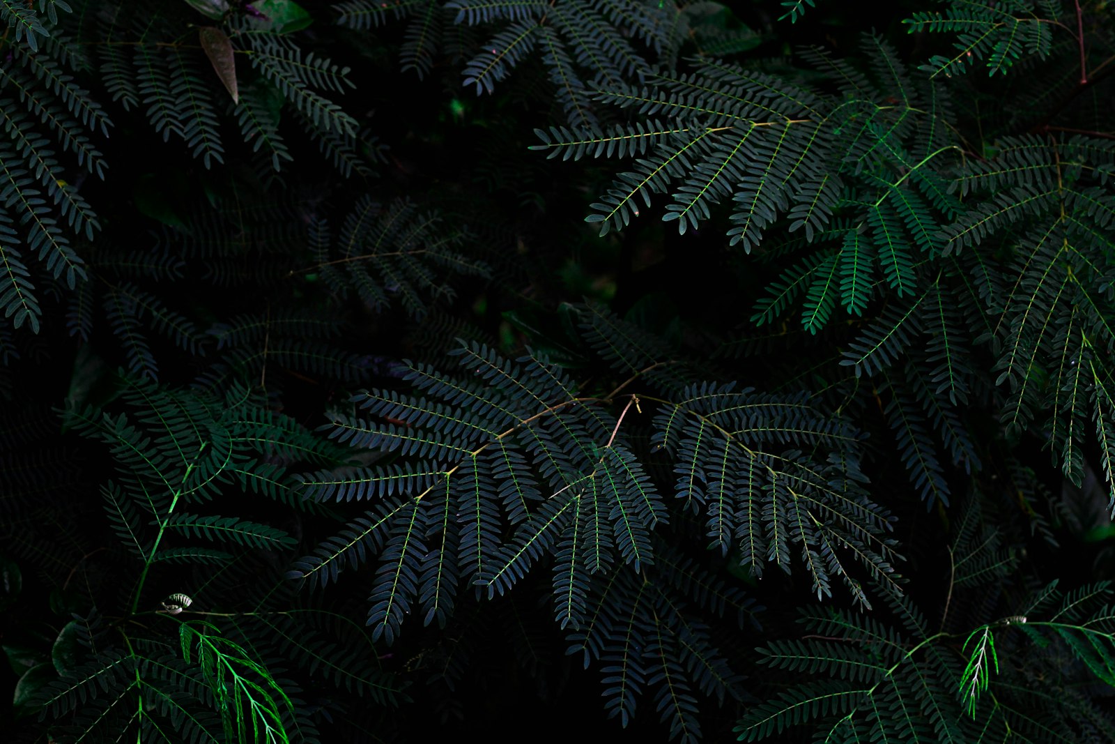 Canon EOS 7D + Canon EF 50mm F1.8 STM sample photo. Fern plant photography