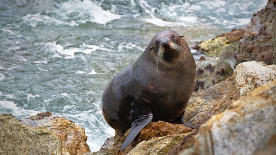 photo of Aramoana Wildlife near Tunnel Beach Track