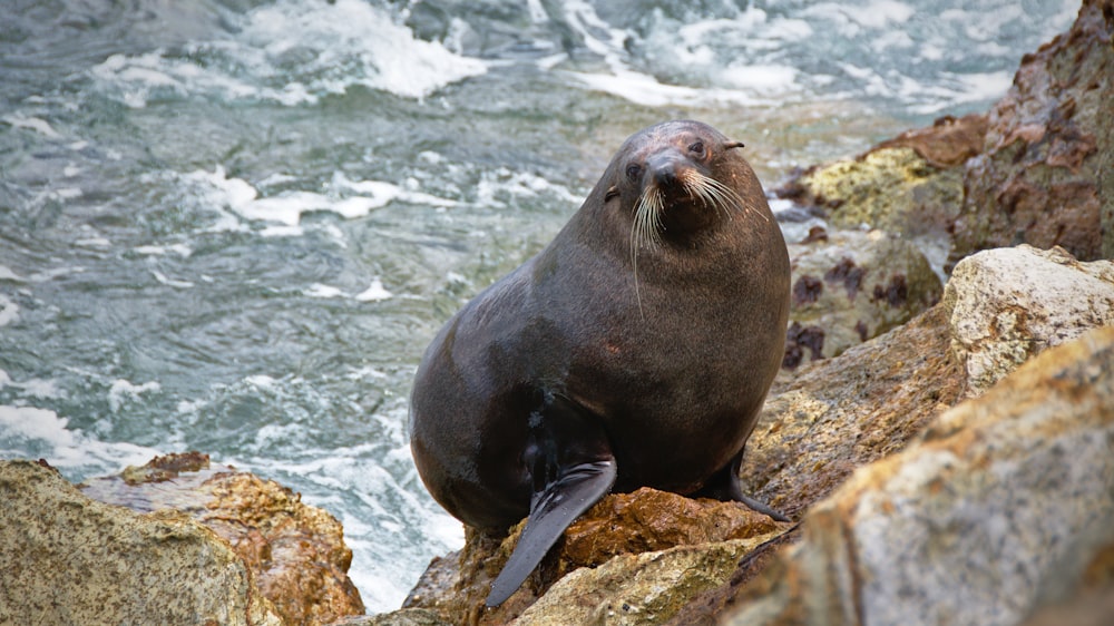 Foto de foca en rocas