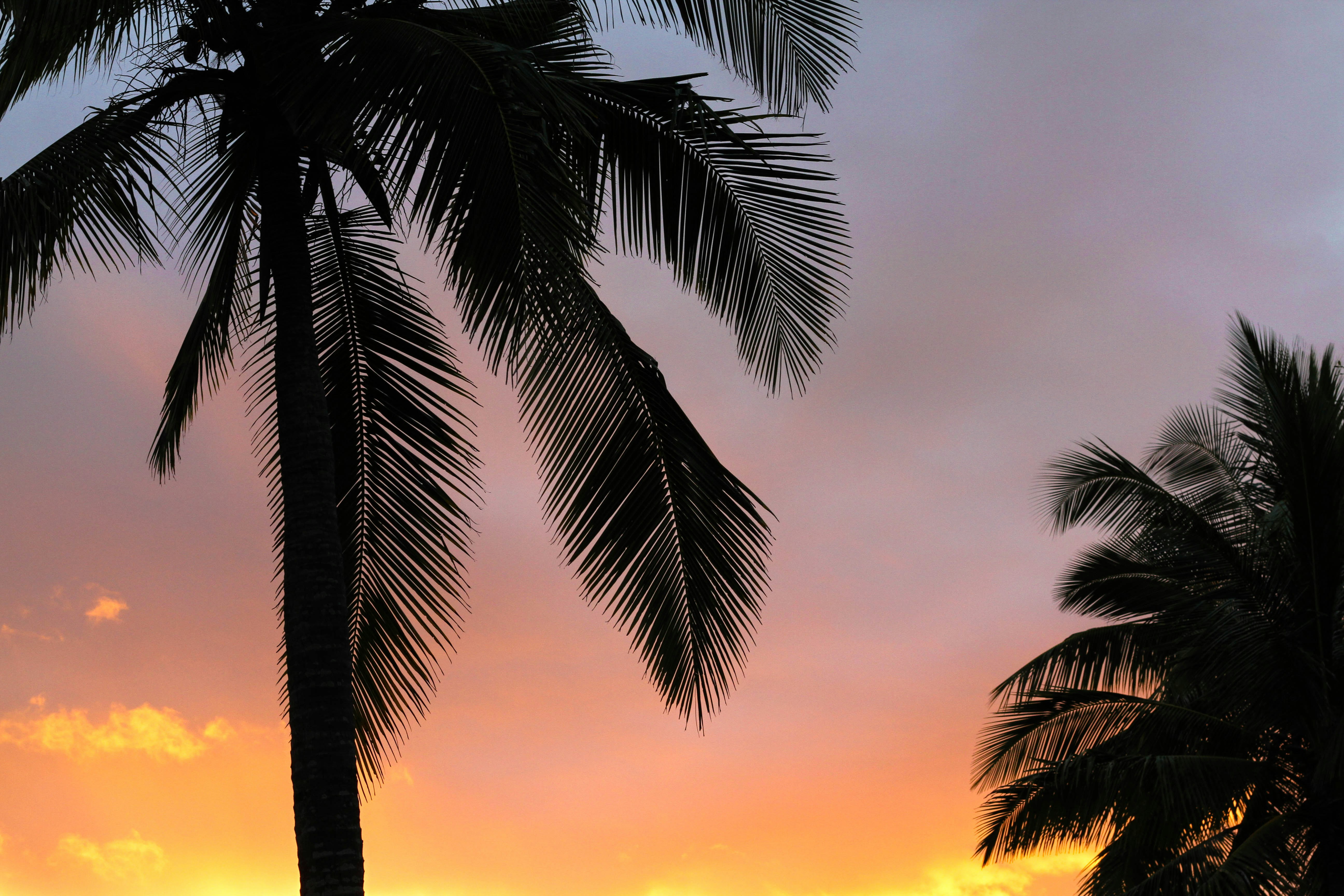 silhouette of trees during sunset