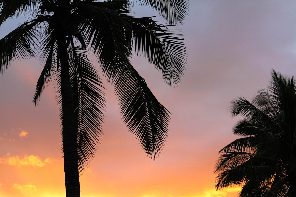 silhouette of trees during sunset