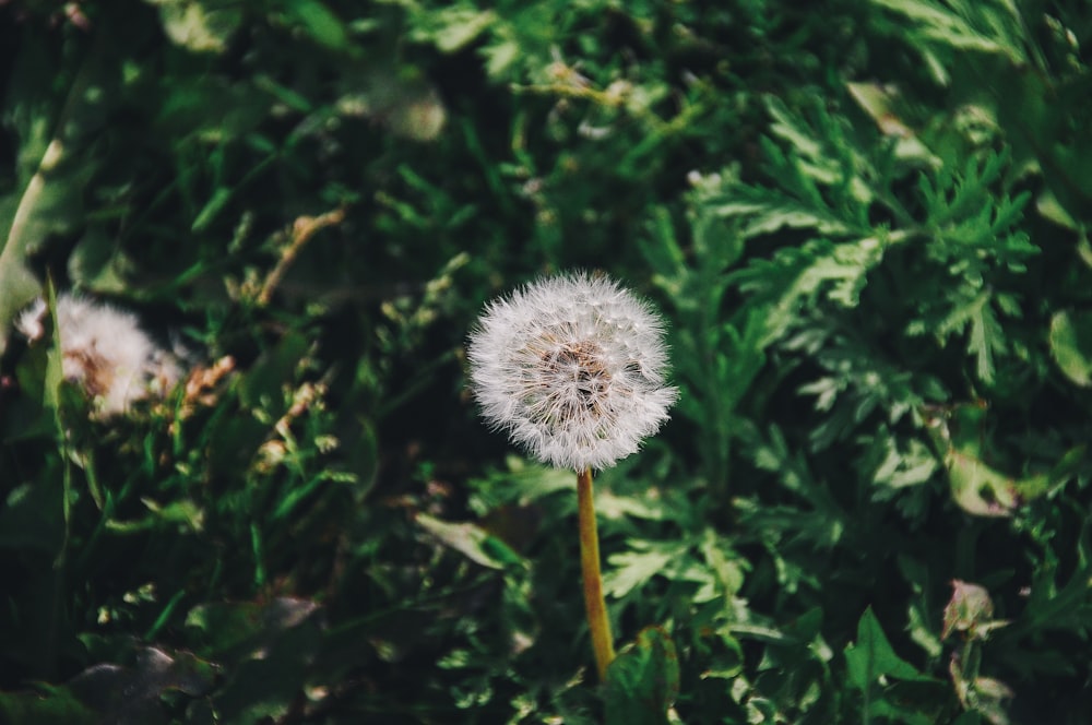 white petaled flower