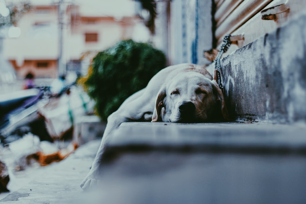 cane da riporto Labrador giallo adulto che dorme su un gradino di cemento grigio