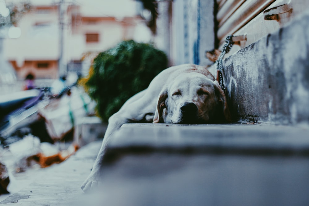 adult yellow Labrador retriever dog sleeping on gray concrete stepway