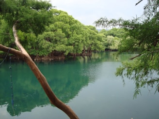 A tranquil lake view surrounded by trees in the park.