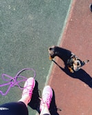 A small black and brown dog looks up while standing on a textured surface divided between green and red sections. Pink athletic shoes are visible from a first-person perspective next to the dog, with a purple leash coiled nearby.