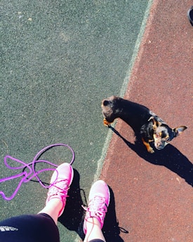 A small black and brown dog looks up while standing on a textured surface divided between green and red sections. Pink athletic shoes are visible from a first-person perspective next to the dog, with a purple leash coiled nearby.