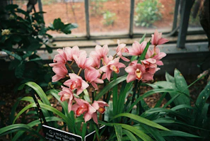 Close-up of a vibrant cymbidium orchid blooming in the morning light at Sikkim Flora World nursery