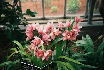 A cluster of pink cymbidium orchids with elongated green leaves is surrounded by other greenery. The flowers are in full bloom, with some showing vibrant yellow centers. A small sign in front displays the orchid's name and variety, situated in what appears to be a greenhouse setting with a blurred view of plants outside.