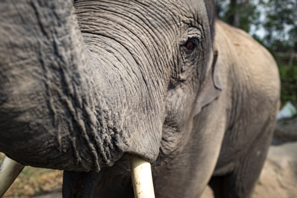 macro photography of elephant face