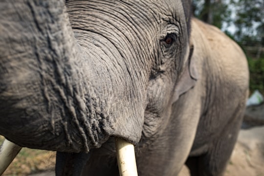 photo of Chiang Mai Wildlife near Wat Chedi Luang