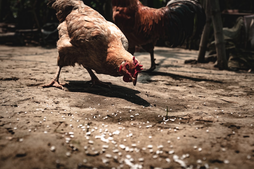 Pollo dorado sobre arena marrón