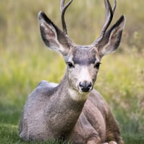 selective focus of brown deer lying on green grass during daytime