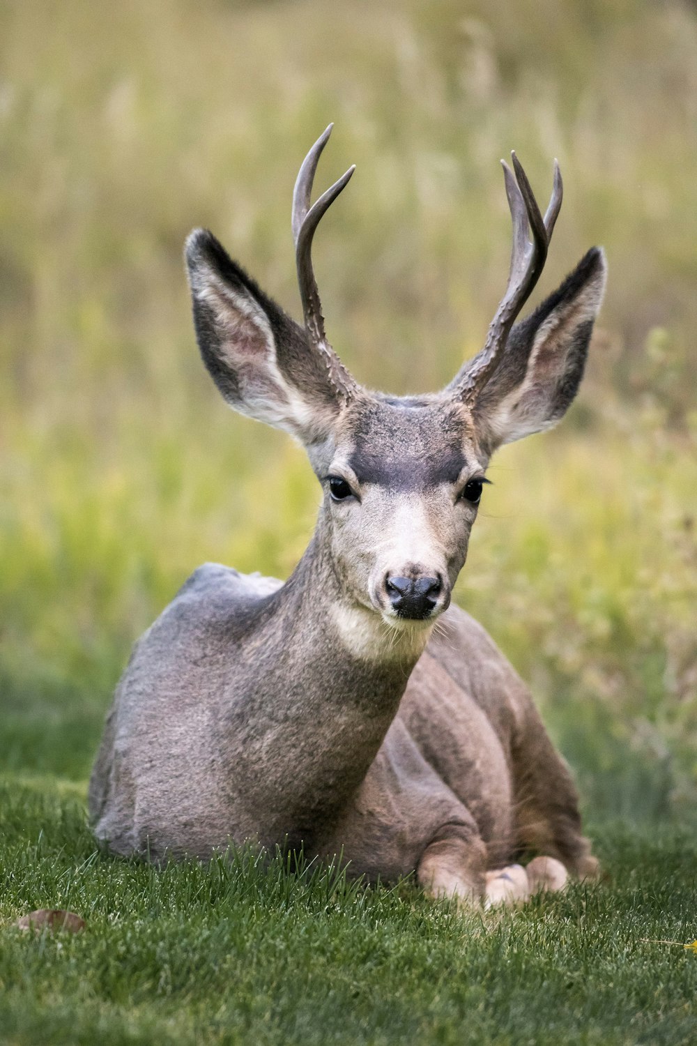 낮 동안 푸른 풀밭에 누워있는 갈색 사슴의 선택적 초점
