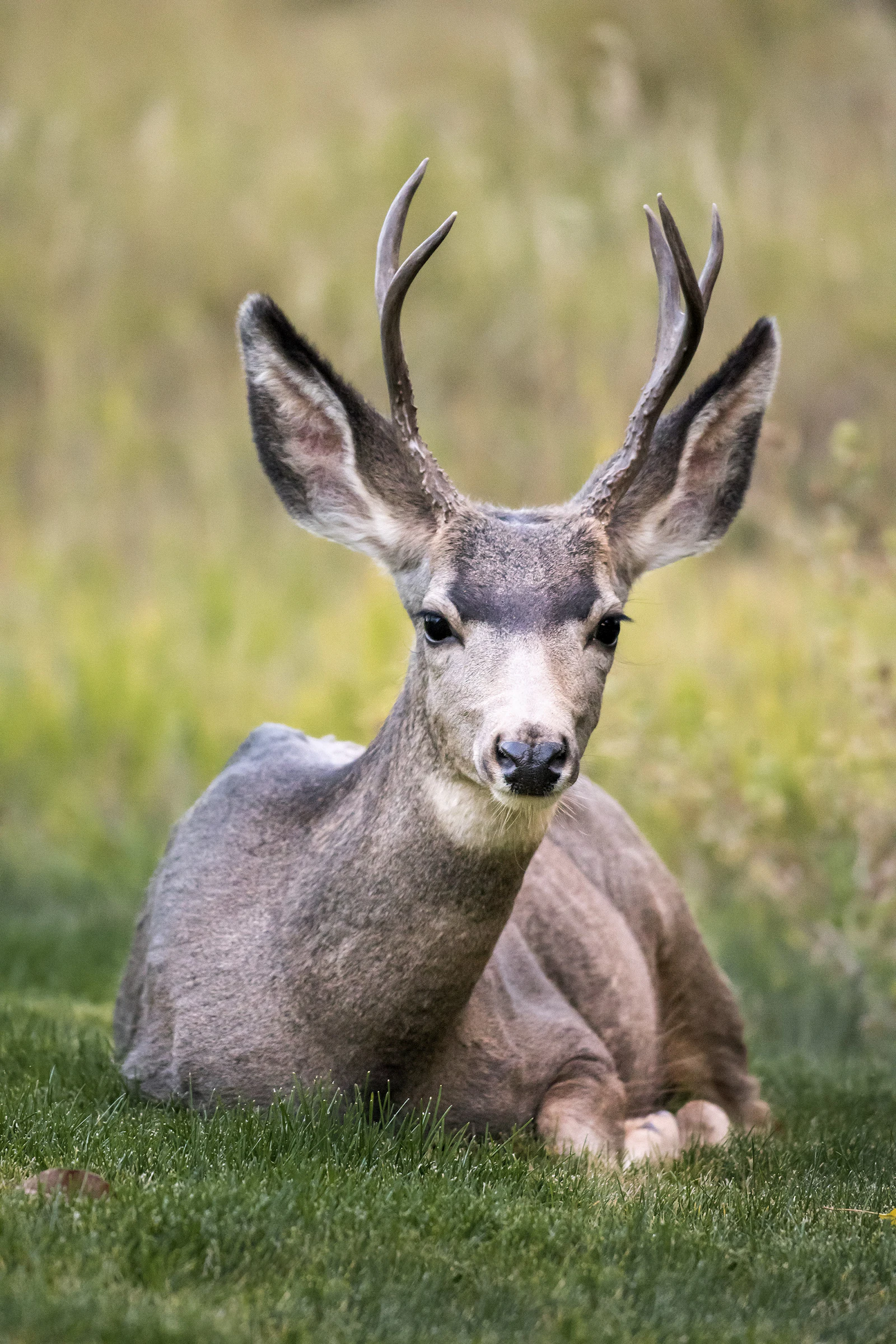 A deer lying in grass