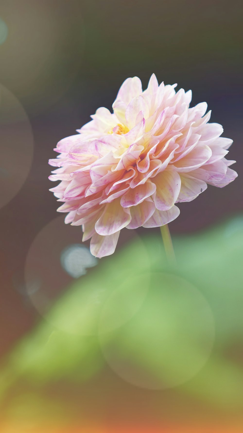 Macrofotografia de flor rosa