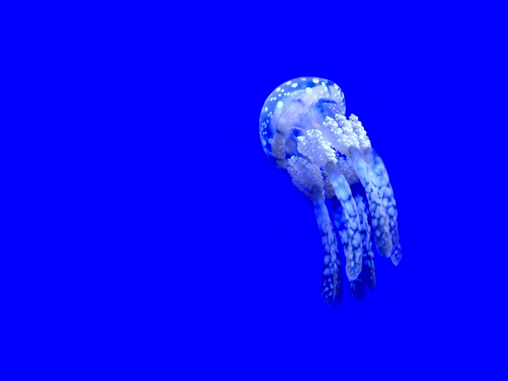 white and grey jellyfish