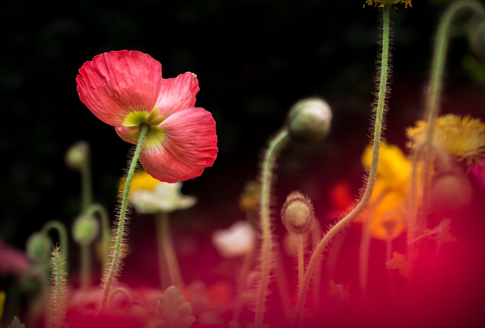 빨간색과 흰색 꽃의 매크로 사진