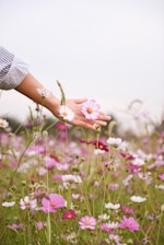 woman holding pink petaled flower