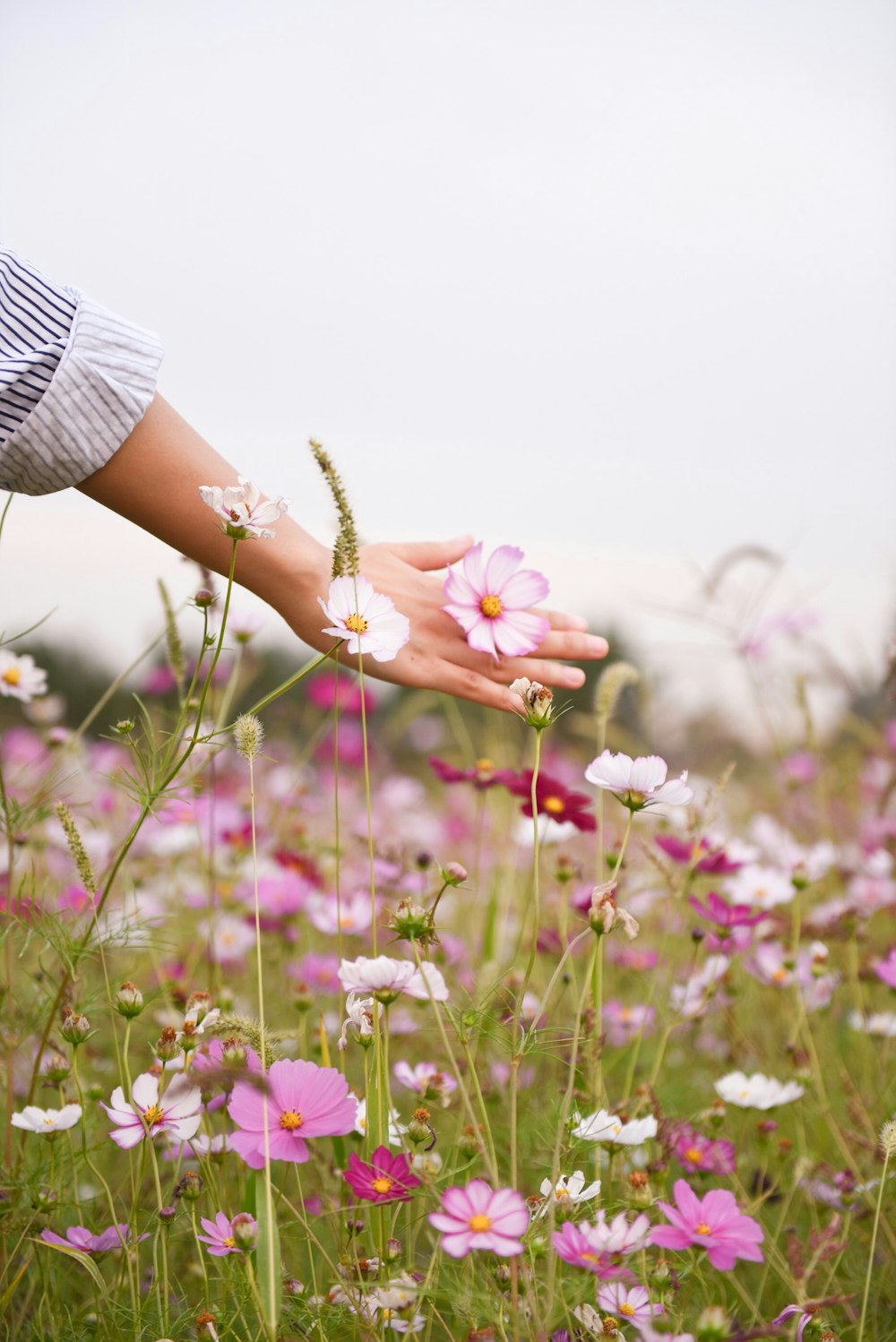 woman holding pink petaled flower
