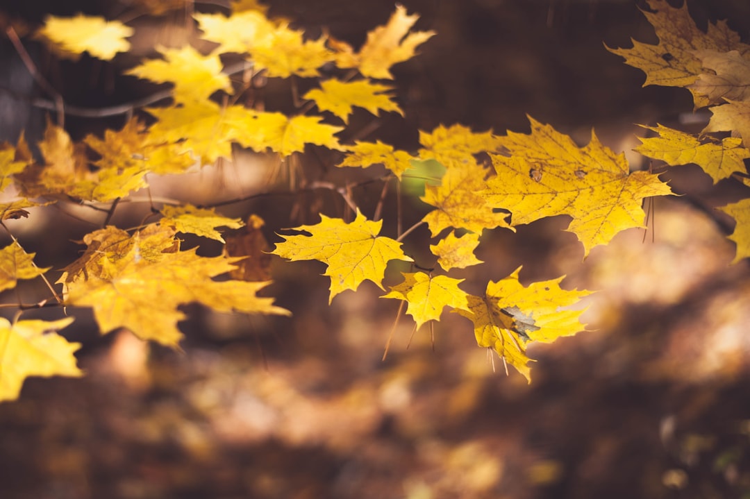 selective focus photography of maple leaves