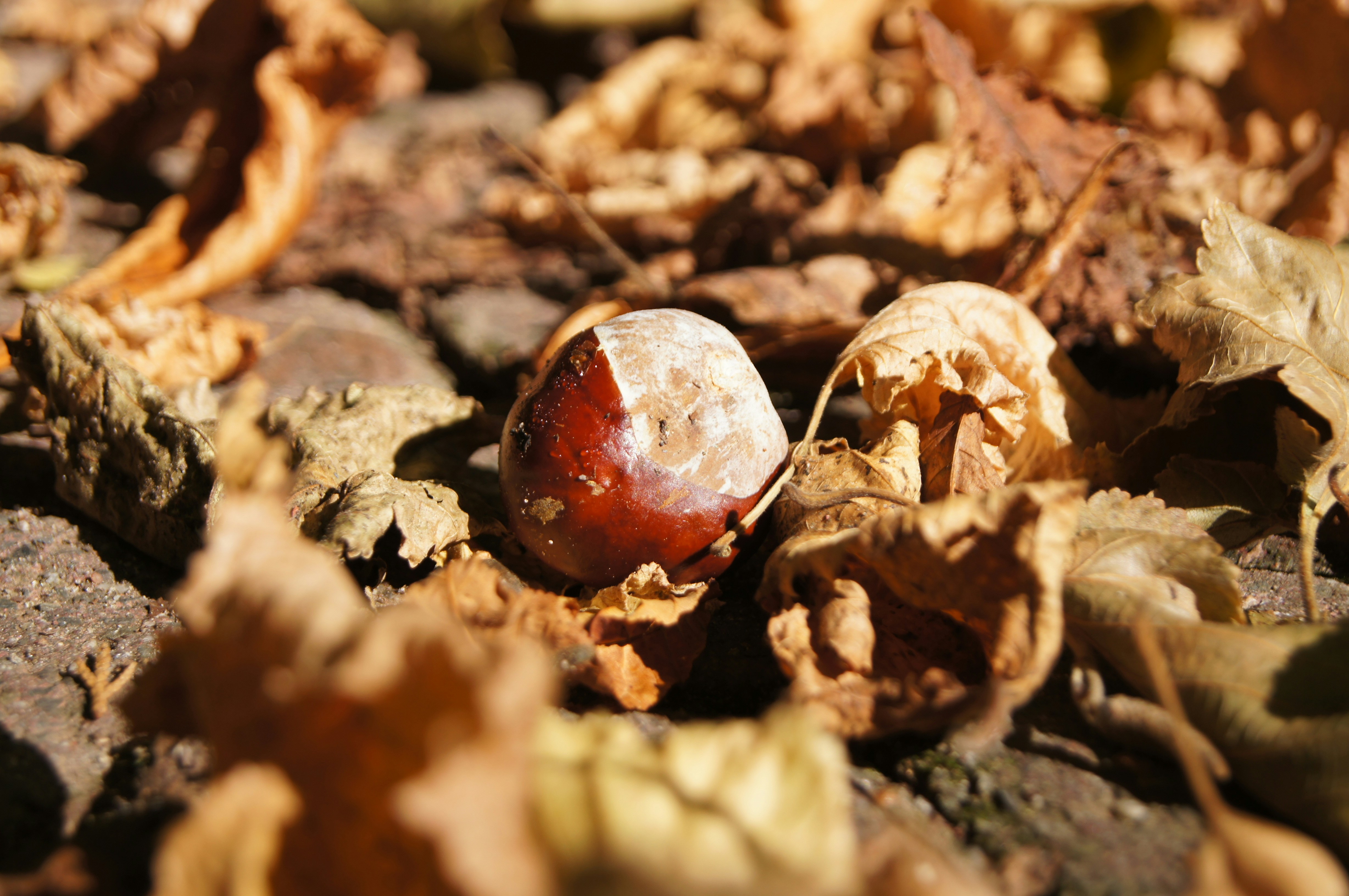 Free Unsplash photo from Janina Kalsch