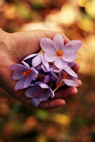 purple petaled flowers on person's hand