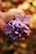 purple petaled flowers on person's hand