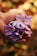 purple petaled flowers on person's hand