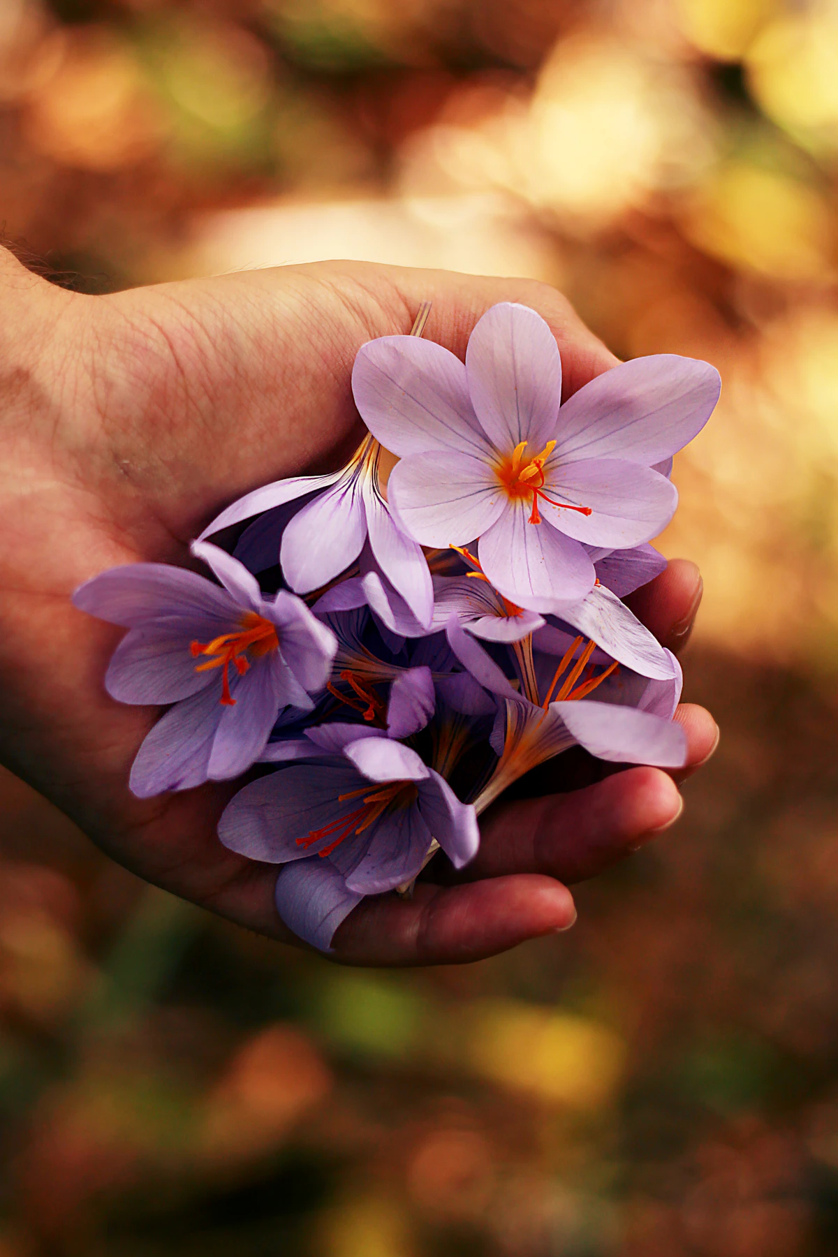 A hand offering a small bunch of purple flowers