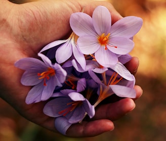 purple petaled flowers on person's hand