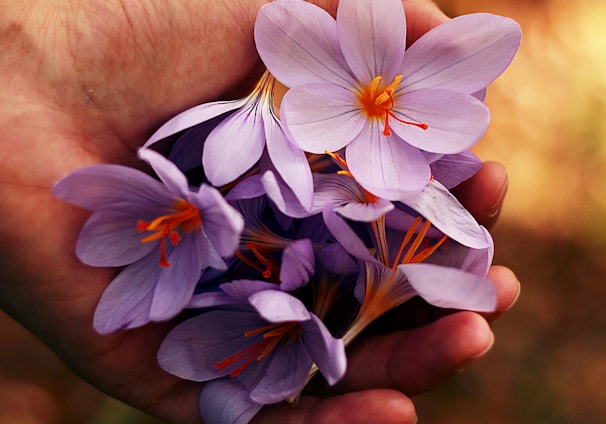 purple petaled flowers on person's hand