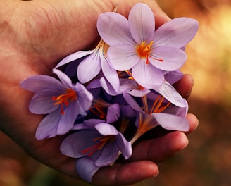 purple petaled flowers on person's hand