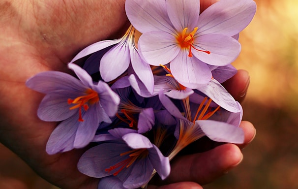 purple petaled flowers on person's hand