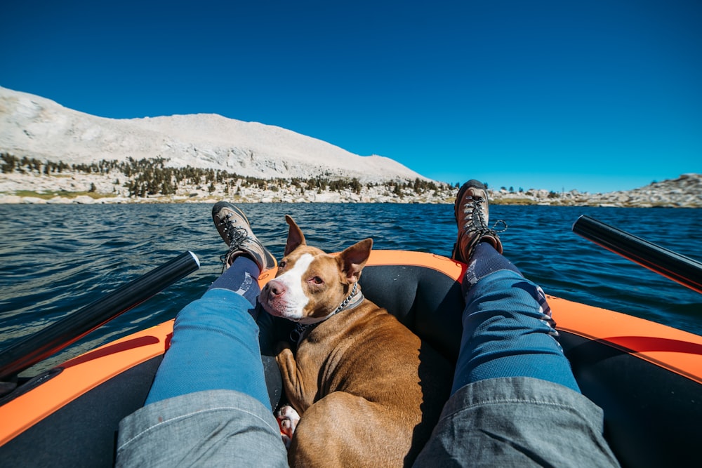 Brauner Hund mit kurzem Fell zwischen menschlichem Bein auf Boot