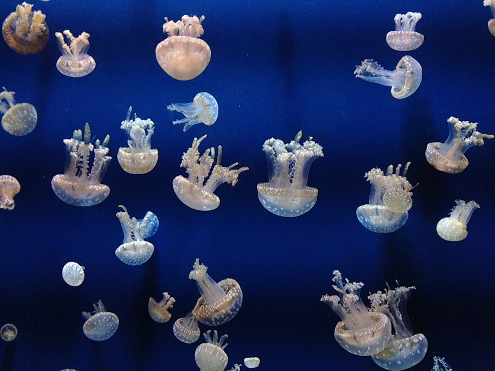 photo of white jellyfish