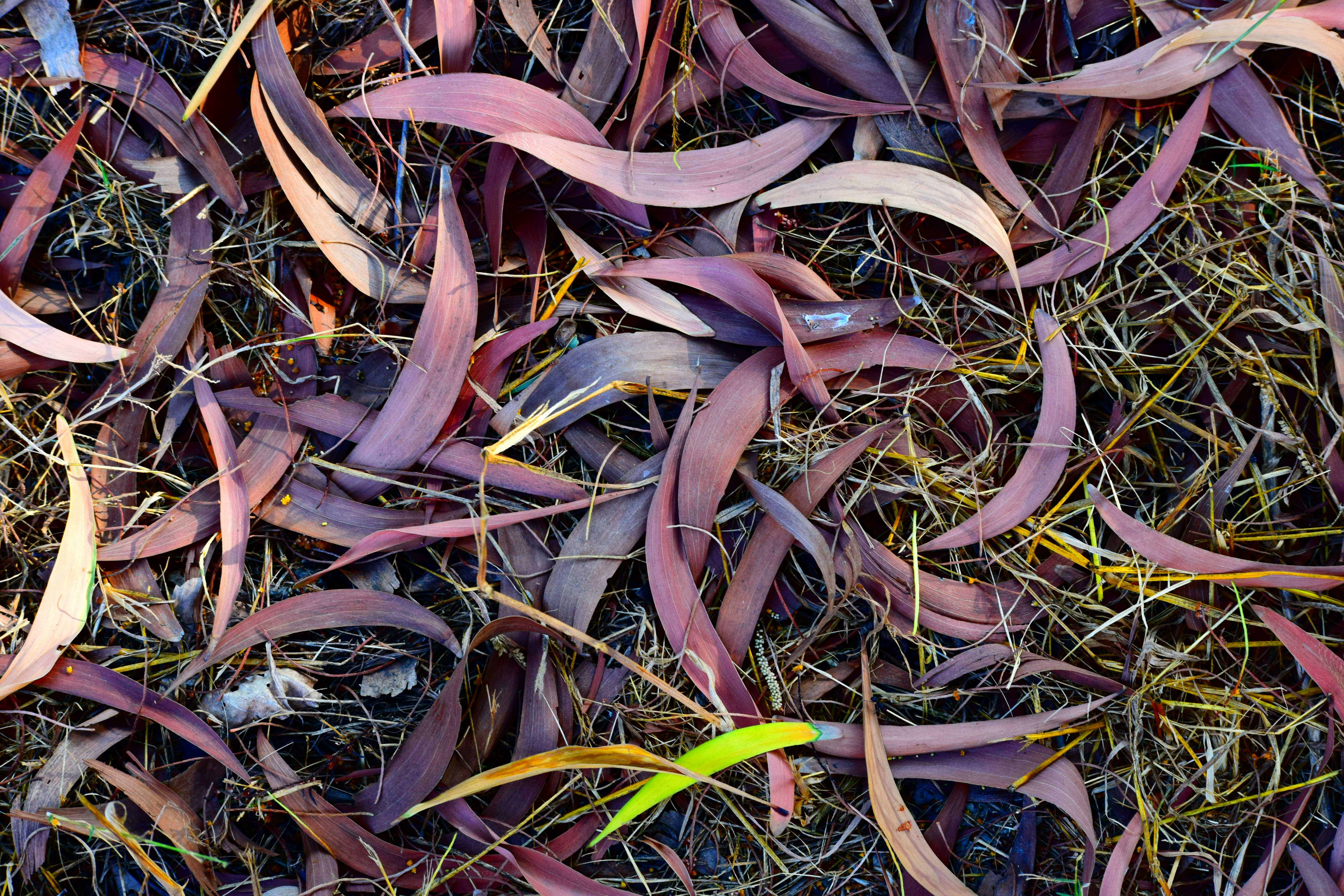 Free Unsplash photo from Rohit Ahlawat