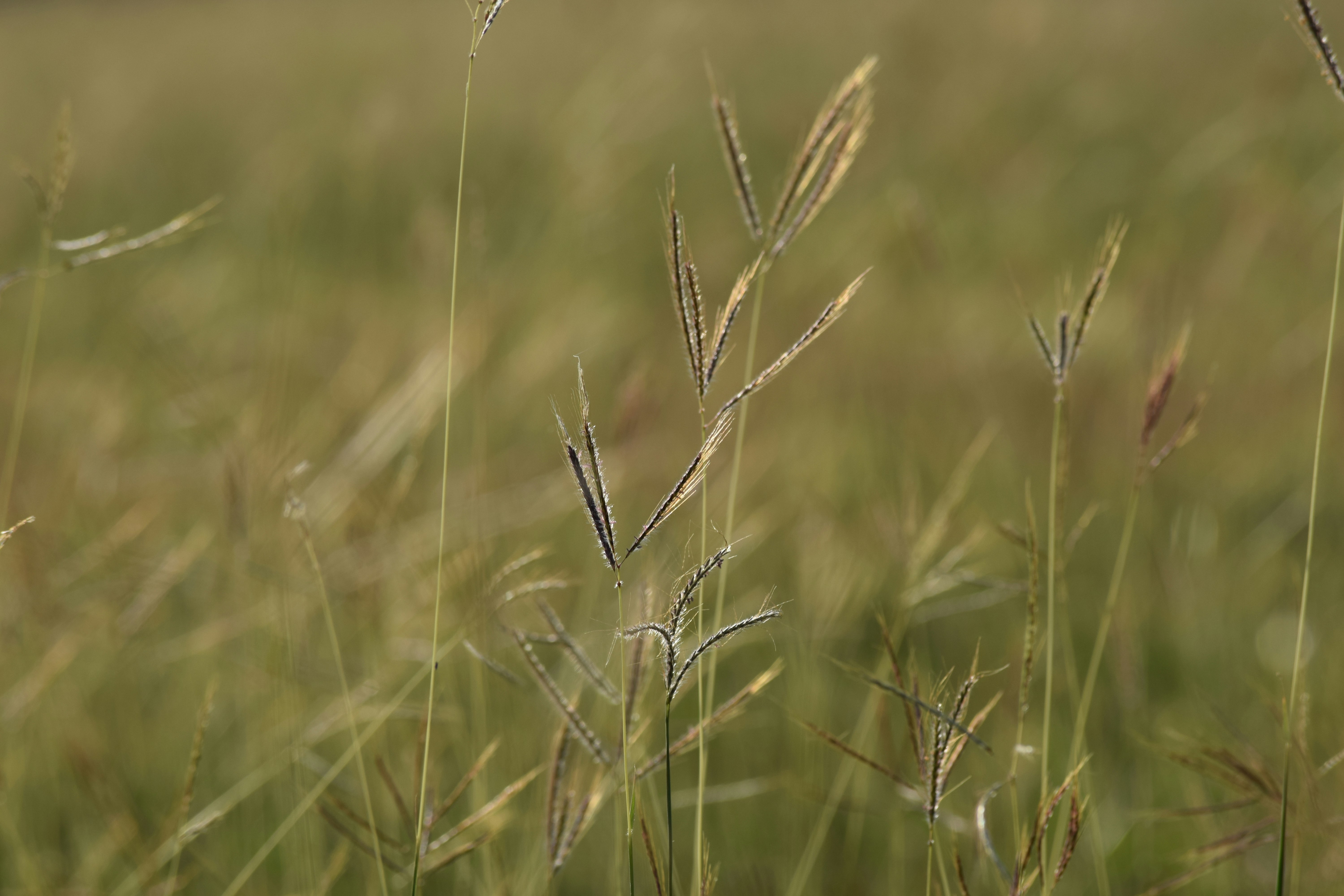 Free Unsplash photo from Rohit Ahlawat