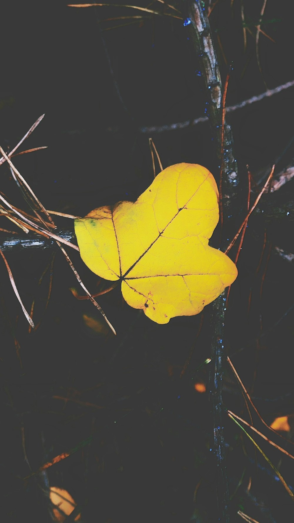 A yellow leaf.