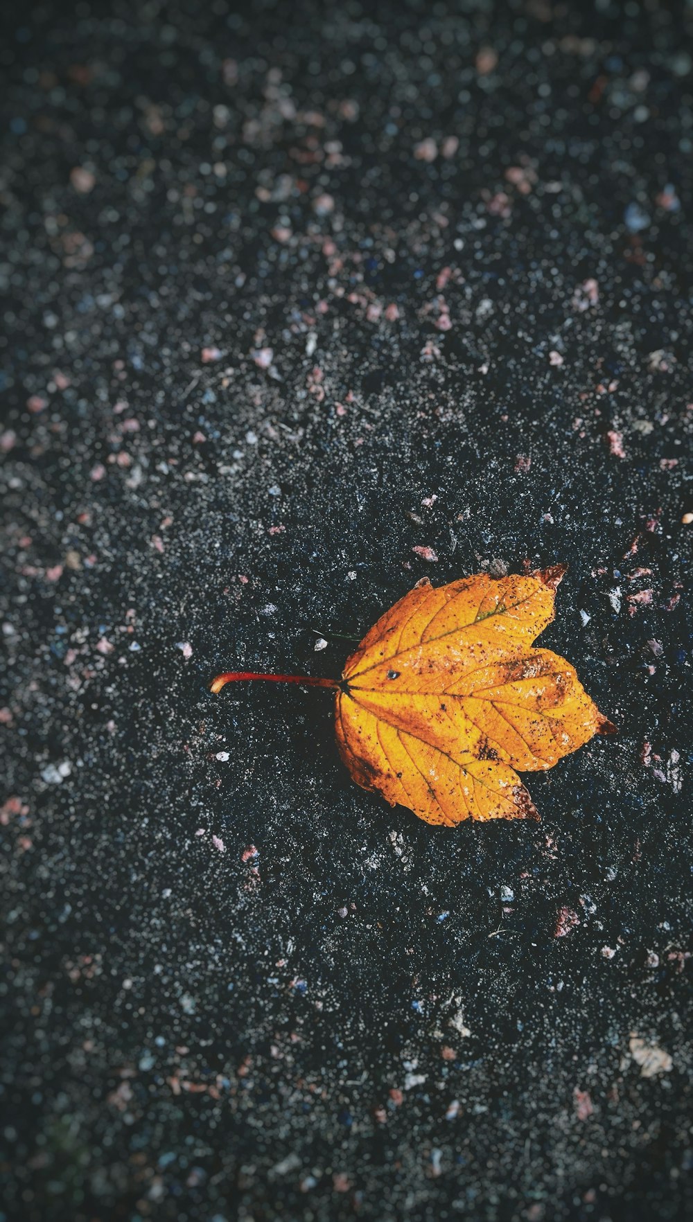 A yellow leaf on the ground.