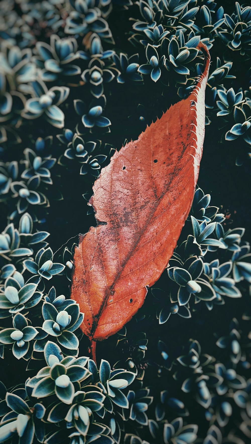 An orange leaf sitting in a bush.