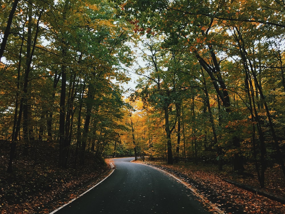 caminho cercado de árvores durante o dia