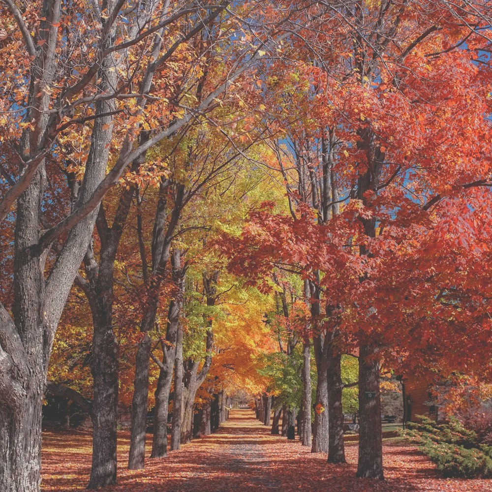 Sentier en béton près d’un arbre à feuilles rouges et jaunes