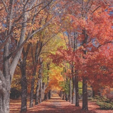 concrete pathway near red and yellow leaf tree